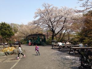 多摩動物公園の桜の花